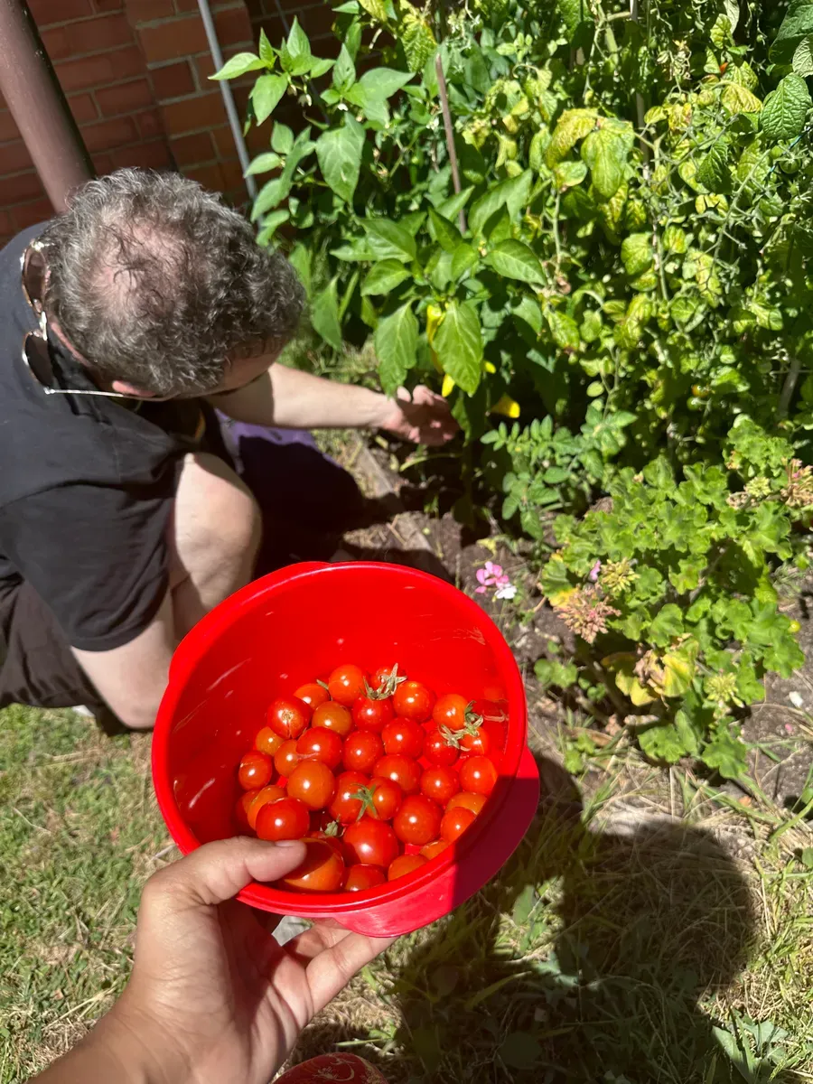 A person harvesting ripe cherry tomatoes into a bucket in a garden